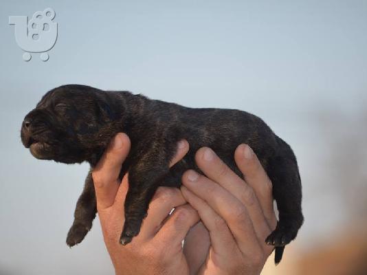 Presa Canario (Dogo Canario) καθαρόαιμα με Pedigree κουταβια